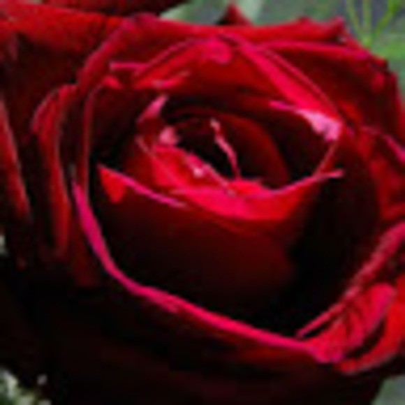 dp23456